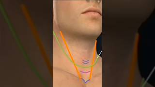 Tracheostomy Surgical techniqueBasic TechniqueTracheostomy Procedureviralshortsshortsfeeds yt [upl. by Alvin]