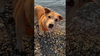 Bella Vegan Dog Swims Every Morning In Italy Google Vegan Pet Food [upl. by Akenor]