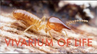 Keeping KAMIKAZE termites  Vivarium updatehow to keep termites [upl. by Atikal]