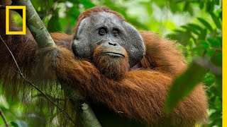 A Rare Look at the Secret Life of Orangutans  Short Film Showcase [upl. by Bullen]