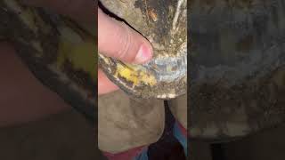 Opening an undermined abscess farrier oddlysatisfying abscess relief fyp [upl. by Rhpotsirhc629]