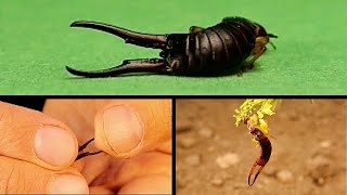 Do Earwigs pinch people  Earwigs Close Up  Exotic vet Holding male earwig  Wildlife insects [upl. by Roselin657]