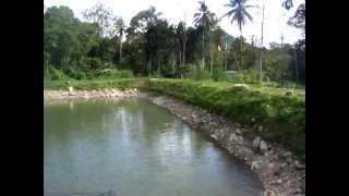 Ternakan Ikan Kelah Di Dalam Kolam Tanah 1 Malaysian Mahseer Farming in Ground Pond [upl. by Manville]