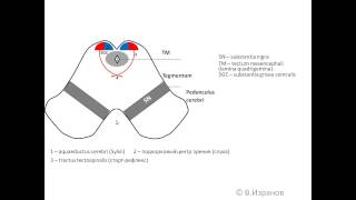 Средний мозг Mesencephalon [upl. by Crim]