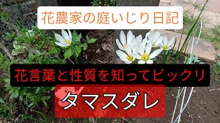 【花言葉は…】タマスダレ咲きました 花農家の庭いじり日記 [upl. by Minica]