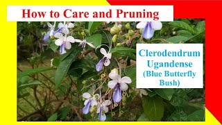 How to Care and Pruning Clerodendrum ugandense  Blue Butterfly Bush  Rotheca Myricoides [upl. by Ateinotna590]