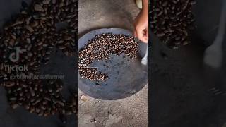 Abebe Fentaw of an agroforestry castor concept in Lalibela Ethiopia shows how to produce castor oil [upl. by Elnukeda]