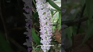 rhynchostylis gigantea [upl. by Anade204]