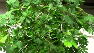 Touching Mimosa Pudica timelapse [upl. by Aerdnas]