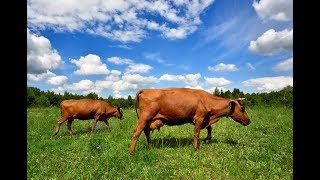 Bovine Veterinarian Corrects Abomasal Displacement in Cow [upl. by Maurreen127]