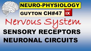 Ch47 Physiology Guyton  Neurophysiology  Sensory Receptors and Neuronal Circuits [upl. by Nimzay]