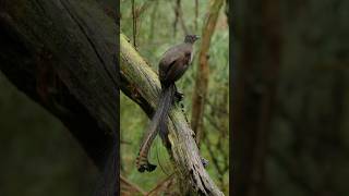 Lyrebird Chipping The Amazing Sounds of Nature’s Mimic [upl. by Diella217]