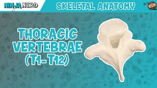 Thoracic Vertebrae T1T12 Anatomy [upl. by Lemuela]