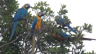 Saving Bolivias Bluethroated Macaw [upl. by Levin]