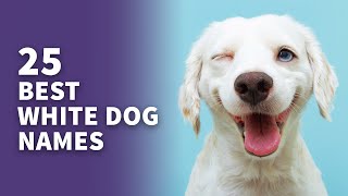 25 BEST White Dog Names Awesome White Puppy Ideas [upl. by Free]