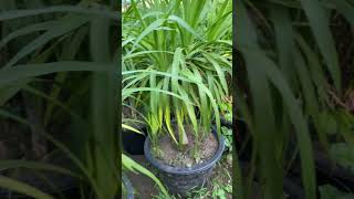 Dracaena Marginata plant 🪻youtubeshorts tranding garden plants [upl. by Palocz]