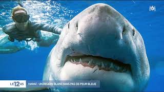 Hawaï  un requin blanc mais pas de peur bleue [upl. by Rosenblatt]