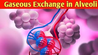 How exchange of gases take place in Alveoli  Gaseous Exchange in Lungs  Respiratory System [upl. by Nivrae]