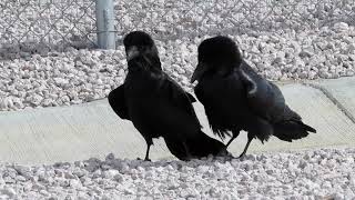 Common Raven Corvus corax courtship dance [upl. by Branen]