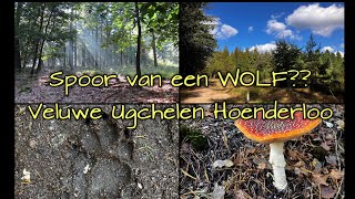 Spoor van een wolf Veluwe Ugchelen Hoenderloo [upl. by Harac]