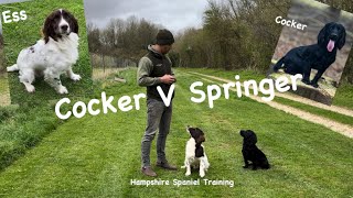 Differences between a Cocker and a Springer spaniel [upl. by Aralc]