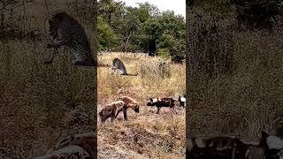 Jackal vs Hyena Intense CloseUp Battle Near Leopard [upl. by Klump]