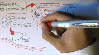 Regulation of Enzyme Activity [upl. by Normand]