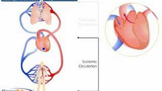 Systemic and Pulmonary Circulation [upl. by Aon]