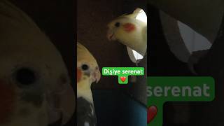 Dişiye serenat❤️sultanpapağanı cockatiel love [upl. by Millda]