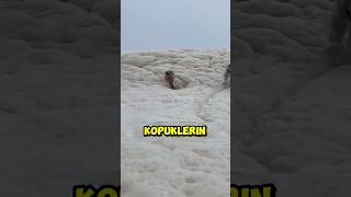 Tehlikeli Deniz Köpüğü 🫧 😭 [upl. by Alyaj]