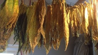 Curing tobacco  Tabak fermenteren [upl. by Lusty]