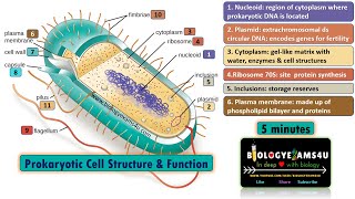 Prokaryotic Cell Structure and Function in 5 minutes Biologyexams4u [upl. by Ednihek]