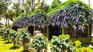 Beautiful Thunbergia grandiflora Care Bengal clock vine care and propagation tips malayalam [upl. by Anayt]