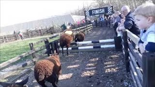 Cannon Hall Farm  Sheep Racing [upl. by Jollanta]