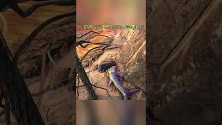 day 2 to find a legendary egg 190 ark arksurvivalevolved [upl. by Britton]