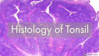 Histology of Tonsil [upl. by Patrica]