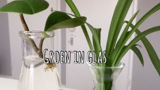 🌱🌿☘️ Tips en trics om je stekjes in water te laten wortelen 🌱🌿☘️ [upl. by Polky]