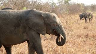 Elephants at Kapama Game Reserve in South Africa [upl. by Hadihahs]