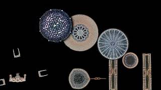 Marine diatoms in a quartz watch movementlike animation [upl. by Kerns]