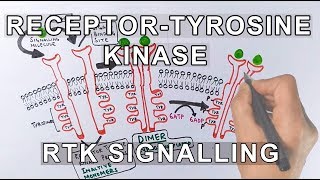 Receptor Tyrosine Kinase  RTK Signalling [upl. by Aneras]