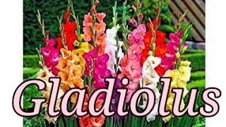 ग्लैडियोलस के बल्ब से पौधा कैसे ग्रो करें  How to grow Gladiolus from bulbs [upl. by Dlorad]