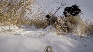 Field Bred English Springer Spaniel [upl. by Inalaeham]