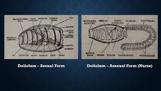 Life History of Doliolum 1 [upl. by Yddub]