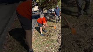 The Silver Spring Garden Club planted 1500 daffodil Bulbs at Jesup Blair Park on Veterans Day [upl. by Eisso927]