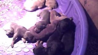 Bells Strawberry Farms newest litter of Doberman Puppies [upl. by Sebastian]