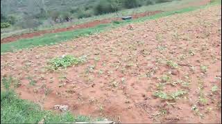 Ratzonkijiji Farm Beans growing [upl. by Wildon]