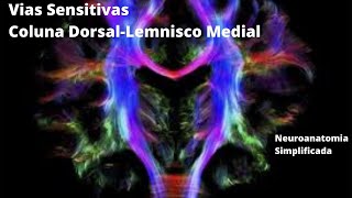 Vias Sensitivas  Coluna DorsalLemnisco Medial  Neuroanatomia Simplificada [upl. by Anrak]