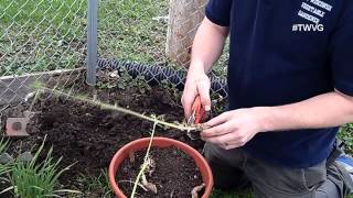 Planting Horseradish  Straight to the Point [upl. by Urita]