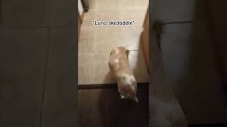 SKEDADDLE foryou relatable funny dog skedaddle blowup [upl. by Araldo438]