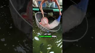 The SAFE way to net a koi fish [upl. by Kiyoshi]